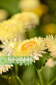 Image result for Helichrysum bracteatum