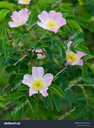 Attēlu rezultāti vaicājumam “Rosa subcanina”