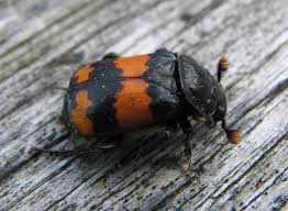 Attēlu rezultāti vaicājumam “Nicrophorus investigator imago”