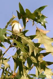 Image result for Dendroica castanea