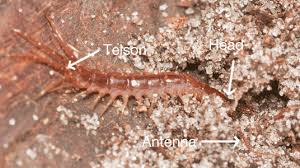 Attēlu rezultāti vaicājumam “Geophilidae”