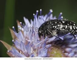 Attēlu rezultāti vaicājumam “Oxythyrea funesta imago”