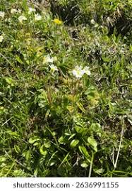 Attēlu rezultāti vaicājumam “Pinguicula alpina”