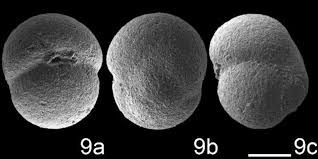 Attēlu rezultāti vaicājumam “Biatora sphaeroides”
