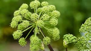 Image result for Angelica archangelica