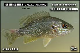 Image result for Lepomis cyanellus