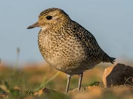 Attēlu rezultāti vaicājumam “Pluvialis apricaria adult”