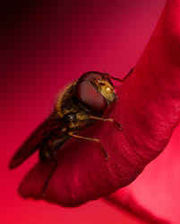 Attēlu rezultāti vaicājumam “Episyrphus balteatus”