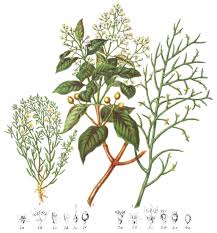Attēlu rezultāti vaicājumam “Santalaceae”