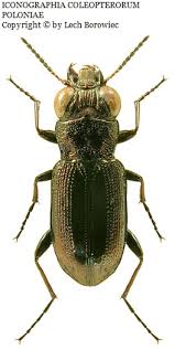 Attēlu rezultāti vaicājumam “Notiophilus germinyi”