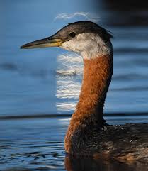 Attēlu rezultāti vaicājumam “Podiceps grisegena”