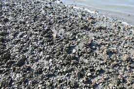 Attēlu rezultāti vaicājumam “Megalaria grossa”