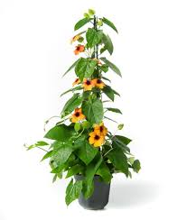 Image result for schwarzäugige Susanne