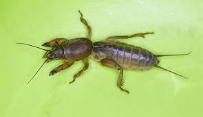 Attēlu rezultāti vaicājumam “Gryllotalpa gryllotalpa”