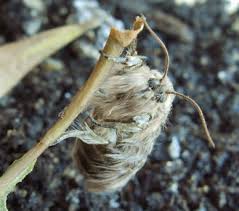 Attēlu rezultāti vaicājumam “Gynaephora selenitica larva”
