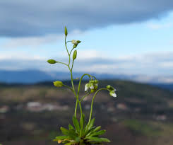 Attēlu rezultāti vaicājumam “Erophila verna leaf”