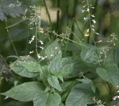 Attēlu rezultāti vaicājumam “Circaea lutetiana”