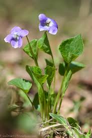 Attēlu rezultāti vaicājumam “Viola mirabilis”