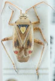 Attēlu rezultāti vaicājumam “Polymerus palustris”