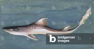 Image result for Mustelus mustelus