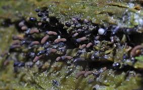 Attēlu rezultāti vaicājumam “Stemonitopsis subcaespitosa spores”