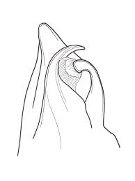 Attēlu rezultāti vaicājumam “Ommatoiulus vilnensis”