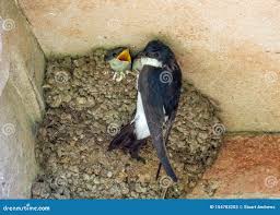 Attēlu rezultāti vaicājumam “Delichon urbicum nest”