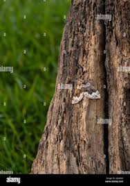 Attēlu rezultāti vaicājumam “Lampropteryx suffumata”