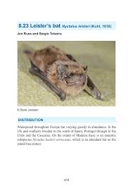 Attēlu rezultāti vaicājumam “Nyctalus leisleri”