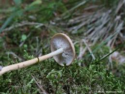 Attēlu rezultāti vaicājumam “Collybia acervata”