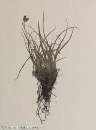 Attēlu rezultāti vaicājumam “Carex capillaris”