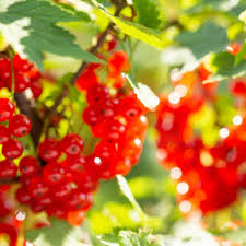 Bildergebnis für rote johannisbeeren