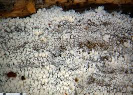 Attēlu rezultāti vaicājumam “Sistotrema confluens”