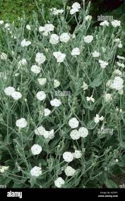 Image result for Lychnis coronaria alba