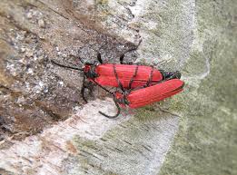 Attēlu rezultāti vaicājumam “Lygistopterus sanguineus”