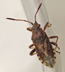 Attēlu rezultāti vaicājumam “Rhopalus maculatus imago”