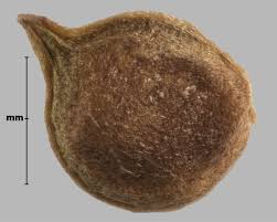 Attēlu rezultāti vaicājumam “Ranunculus cassubicus bud”