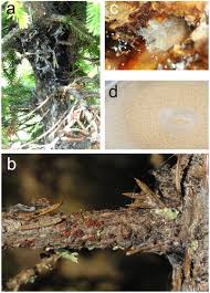Attēlu rezultāti vaicājumam “Neonectria fuckeliana”
