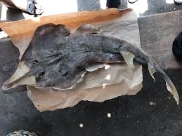 Image result for Glaucostegus cemiculus