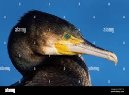 Image result for Phalacrocorax carbo