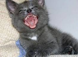 http://t0.gstatic.com/images?q=tbn:ANd9GcQTeqEwWRX-IuctEpANCZarT8MhnQtoIbklMy6UHU3mbA2xk4-9
