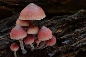 Attēlu rezultāti vaicājumam “Mycena belliarum”