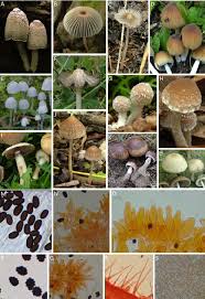 Attēlu rezultāti vaicājumam “Psathyrella sp.”