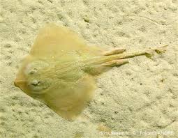 Image result for Raja asterias