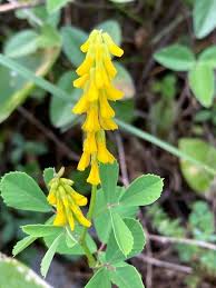 Attēlu rezultāti vaicājumam “Melilotus”