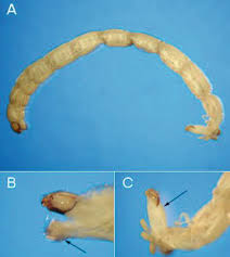 Attēlu rezultāti vaicājumam “Chironomidae larvae”