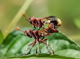 Attēlu rezultāti vaicājumam “Conopidae”