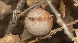 Attēlu rezultāti vaicājumam “Cynipidae”