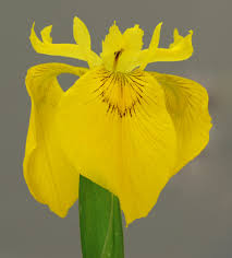 Attēlu rezultāti vaicājumam “Iris pseudacorus flower”