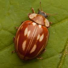 Attēlu rezultāti vaicājumam “Myzia oblongoguttata”